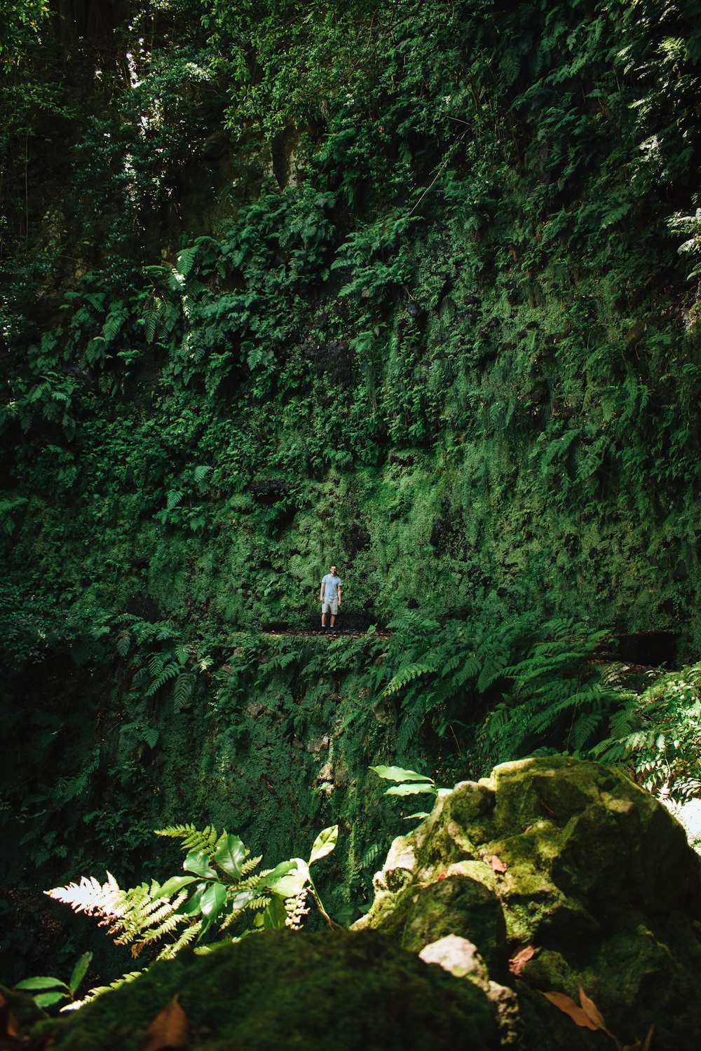 a person standing in a forest