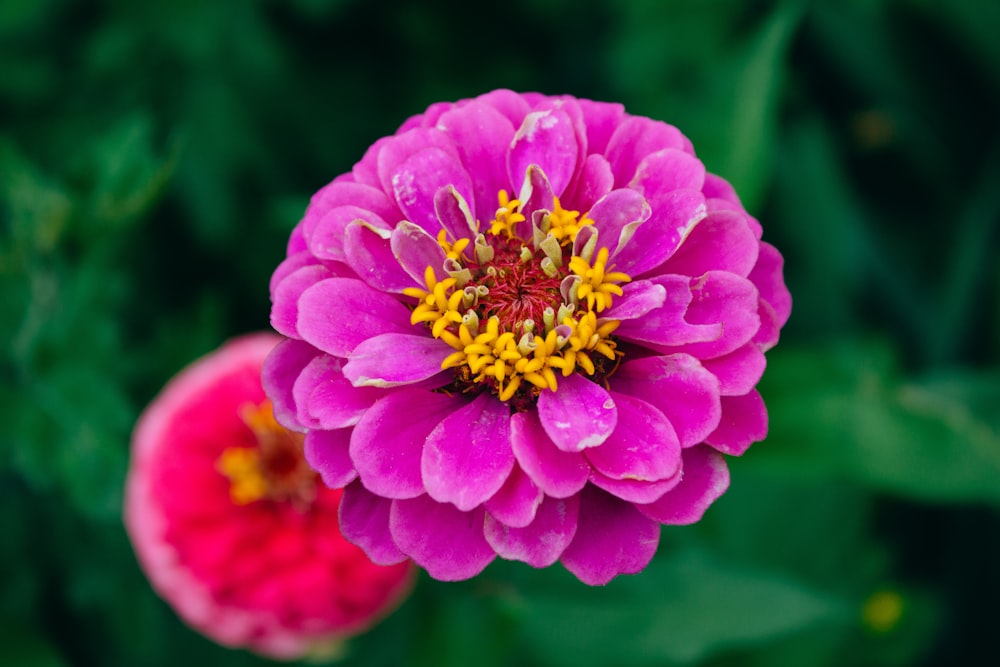 a close up of a flower