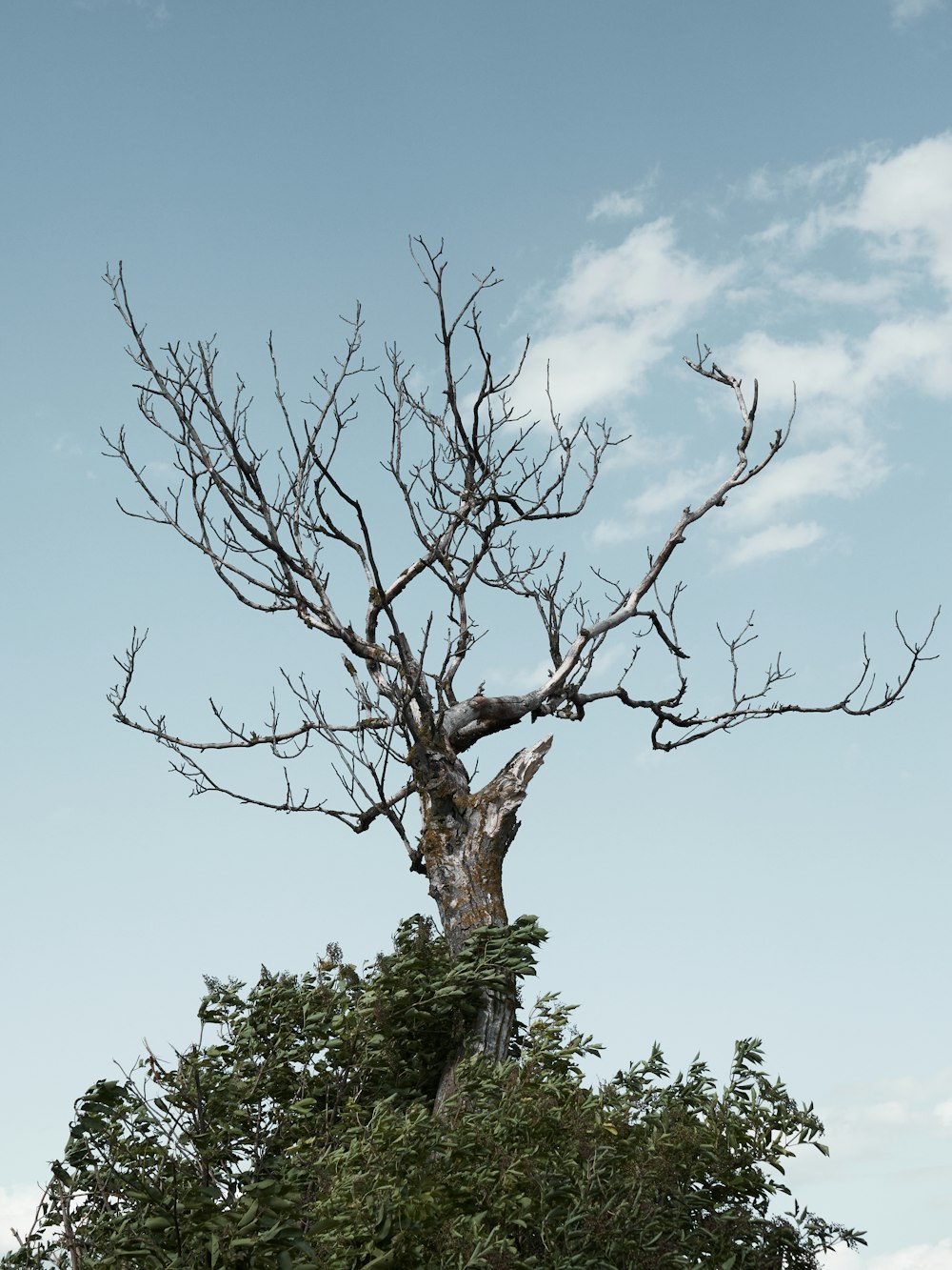 un arbre sans feuilles