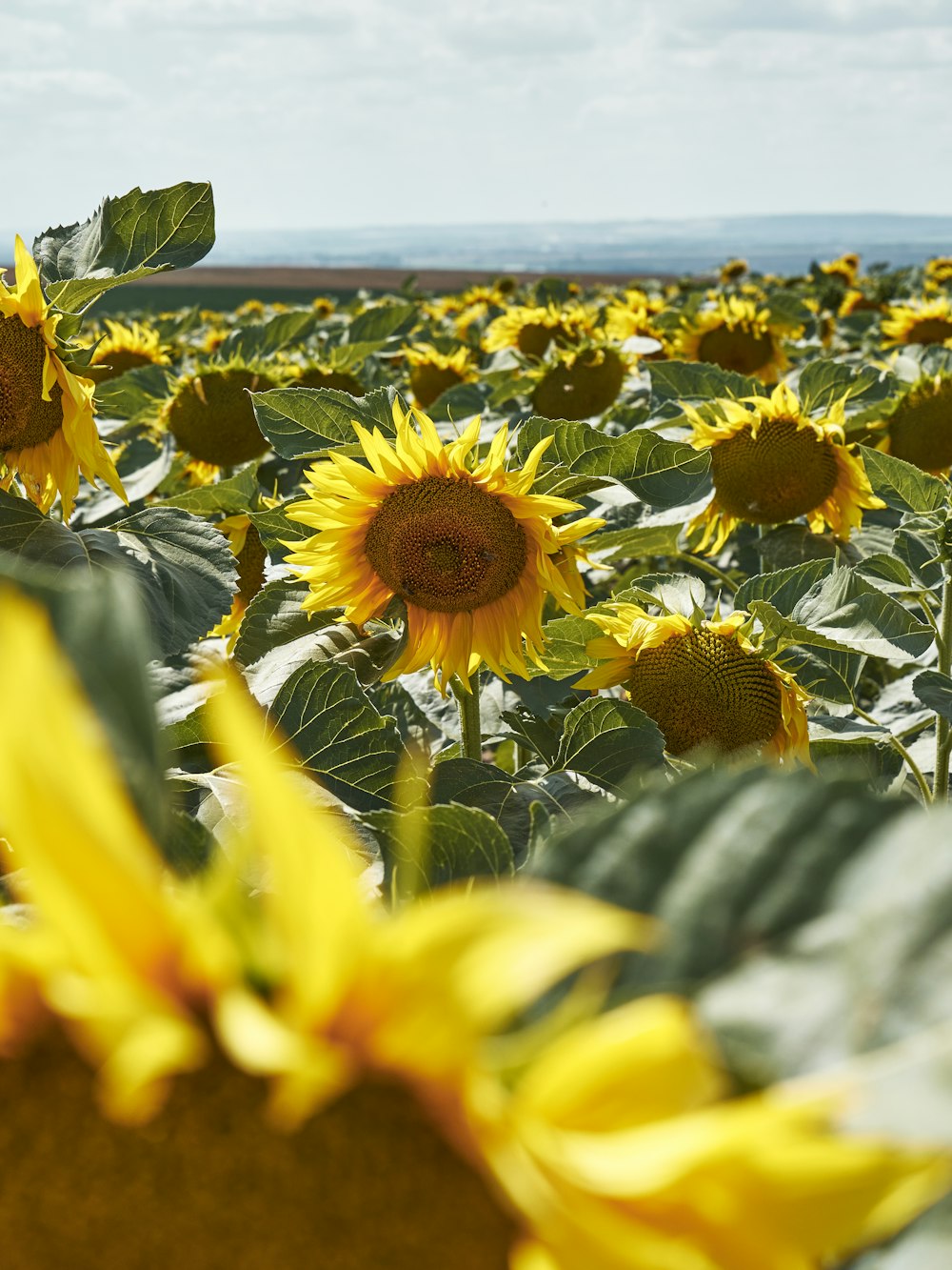 a field of sunflowers