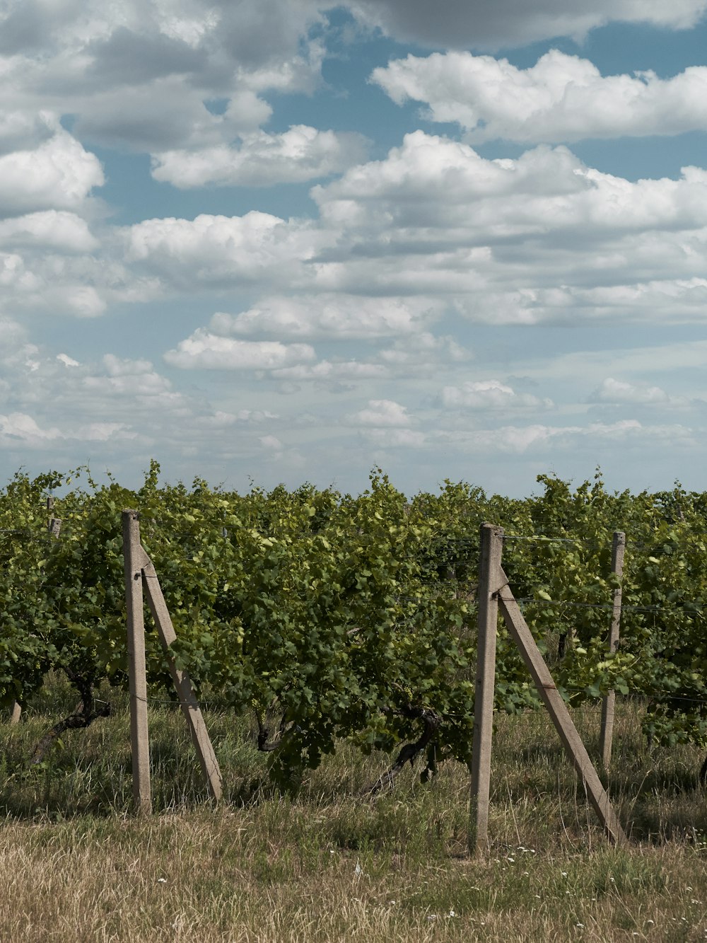 a fence in a field