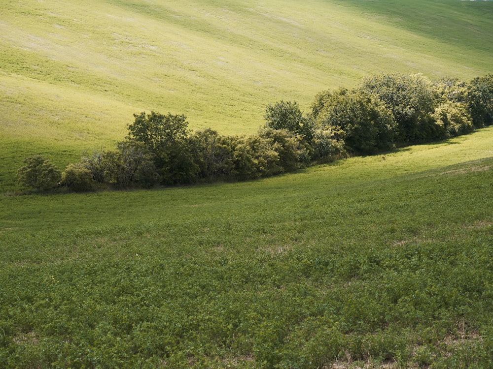 un champ herbeux avec des arbres