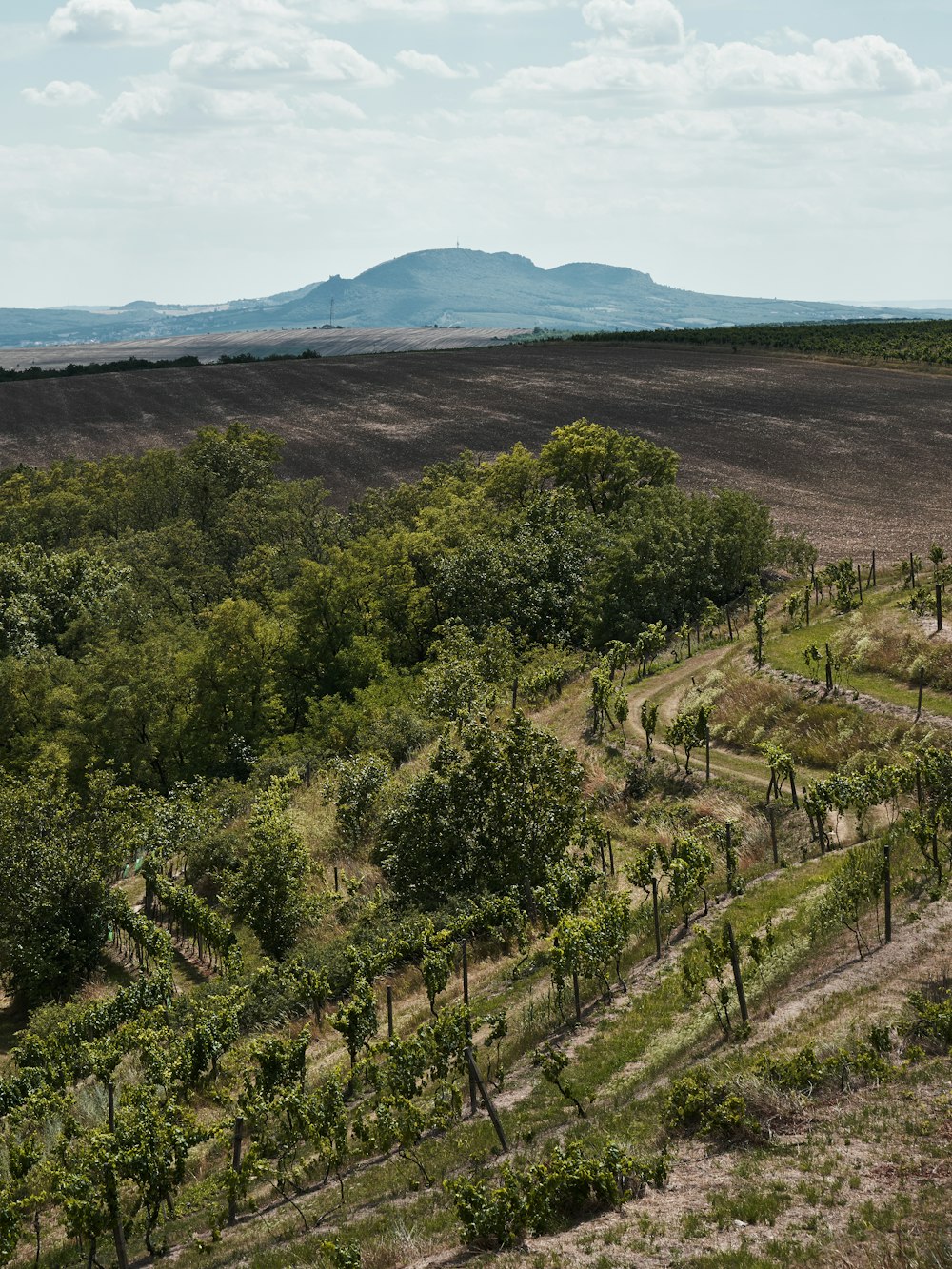 a landscape with trees and hills