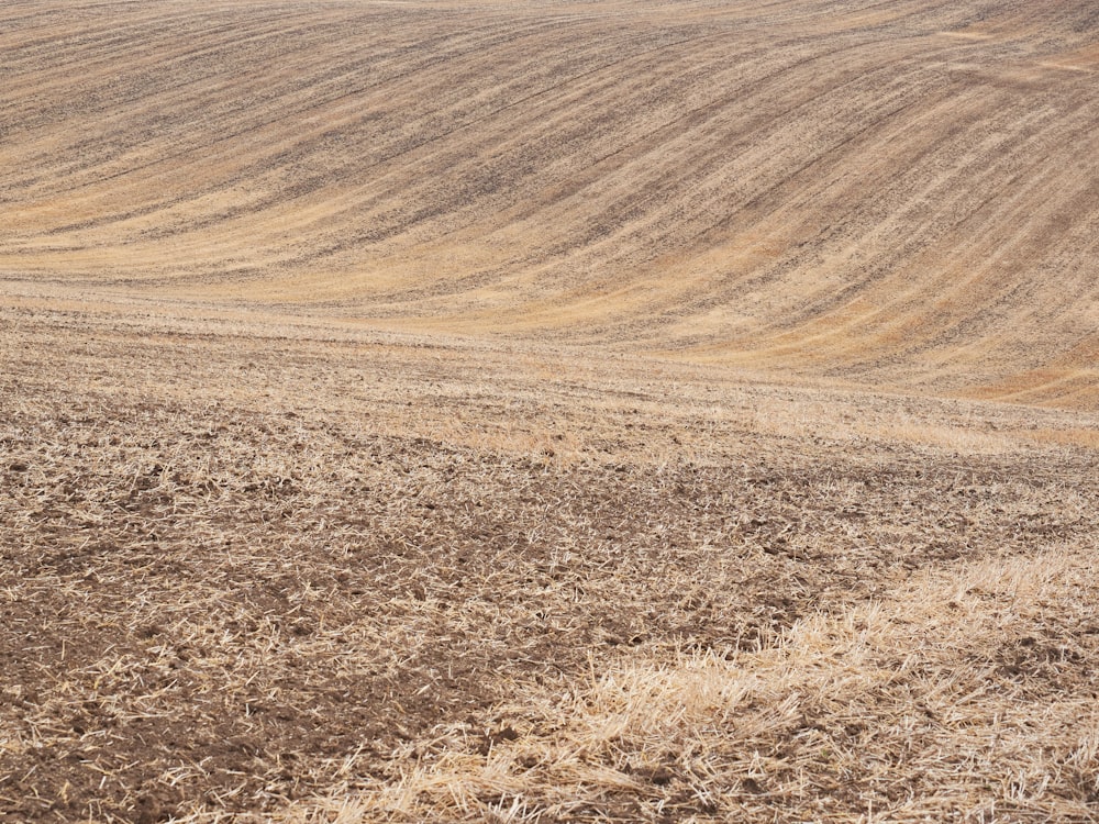 a field of brown grass