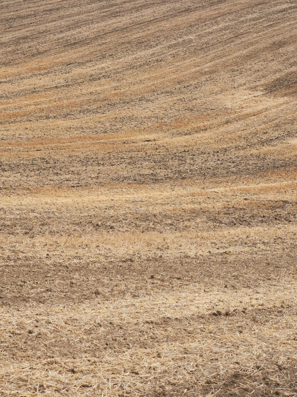 a horse standing in a field of dry grass
