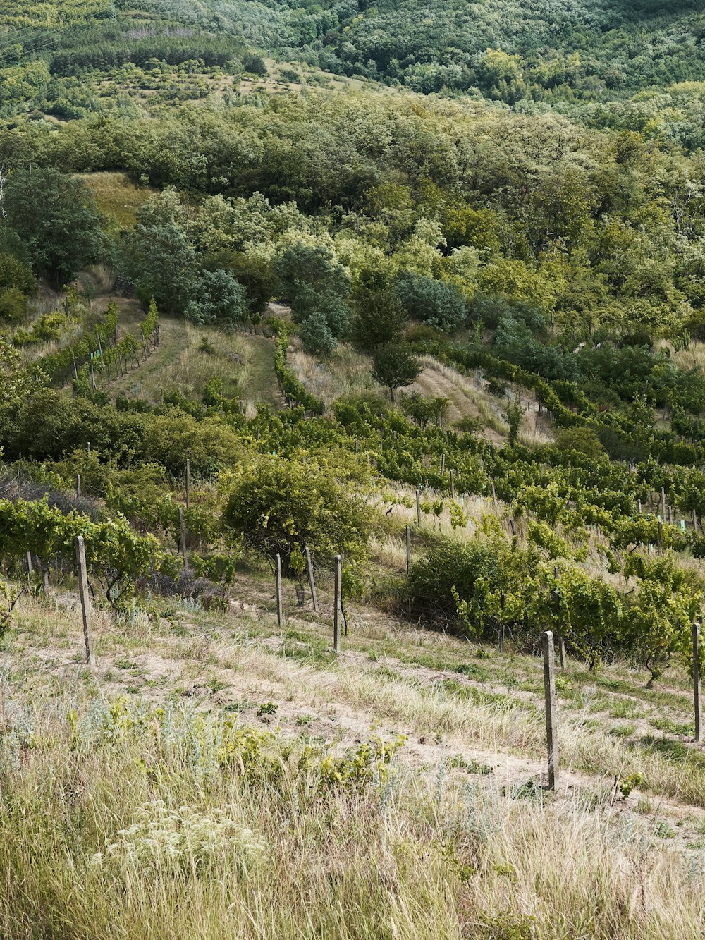 a landscape with trees and bushes