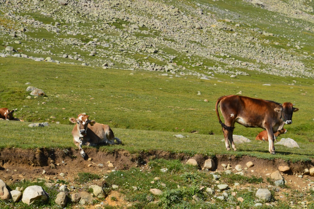 cows grazing on a hill