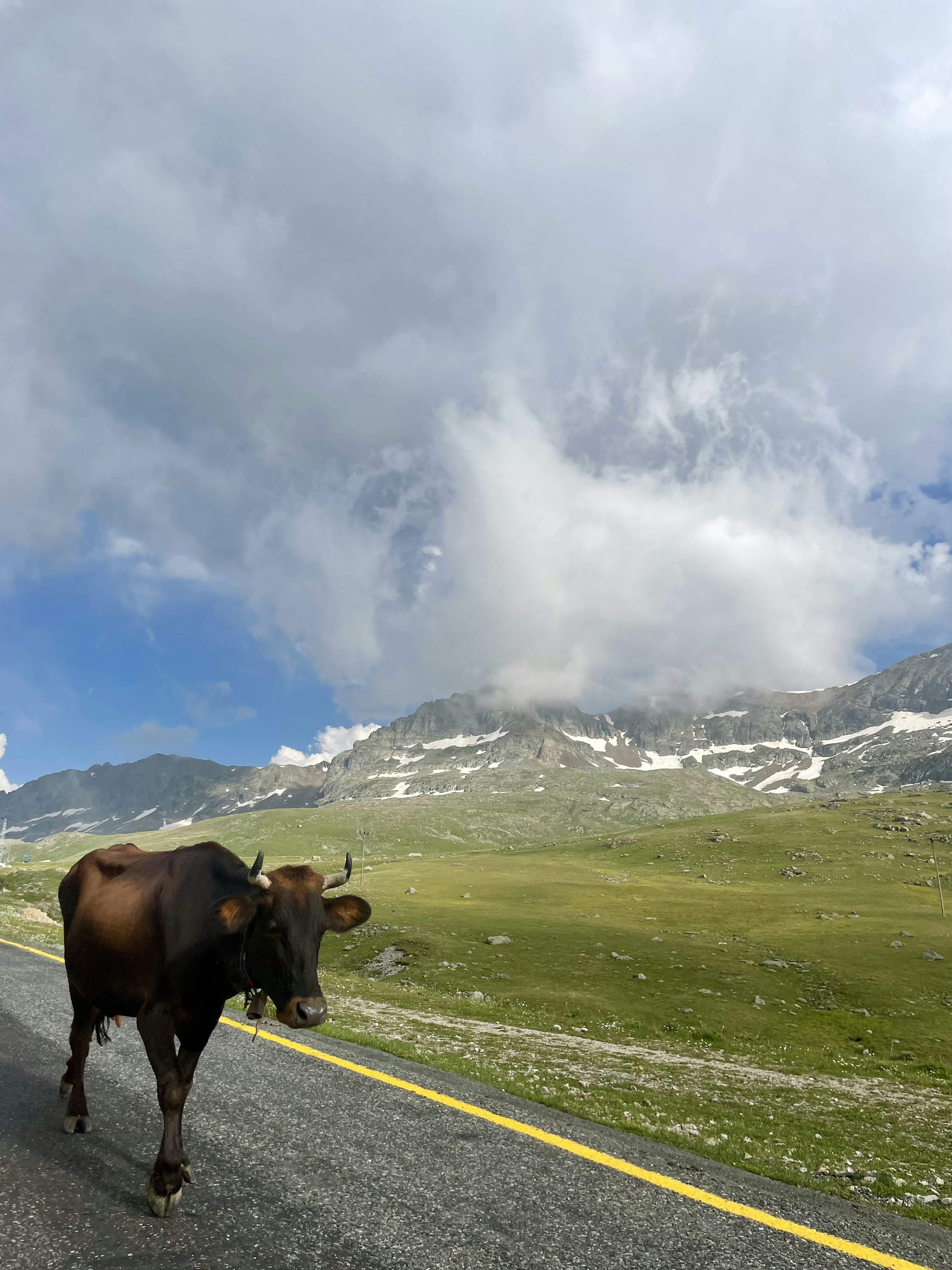 a cow standing on the side of a road