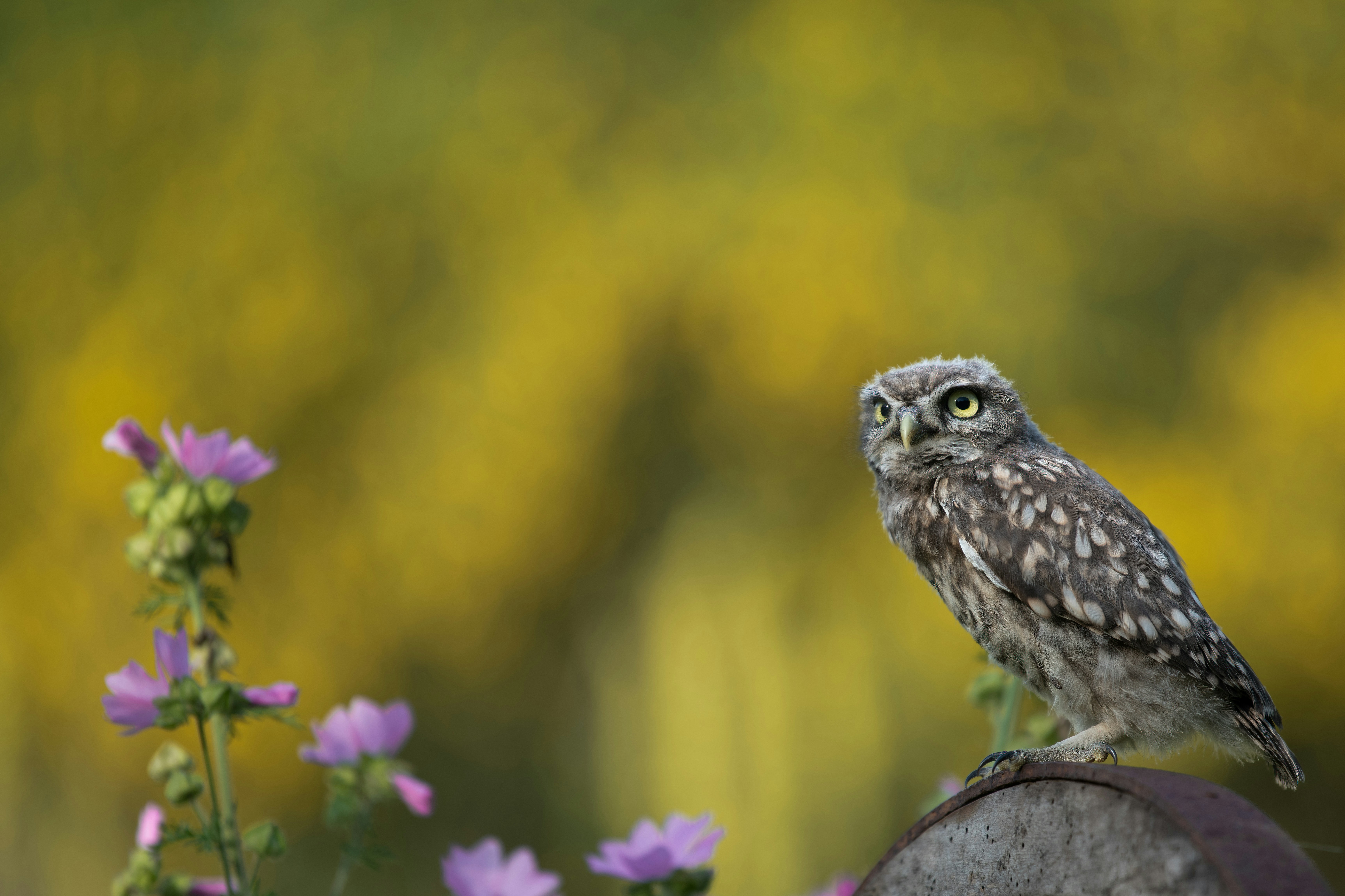 Unsplashで見つけるオランダの無料写真