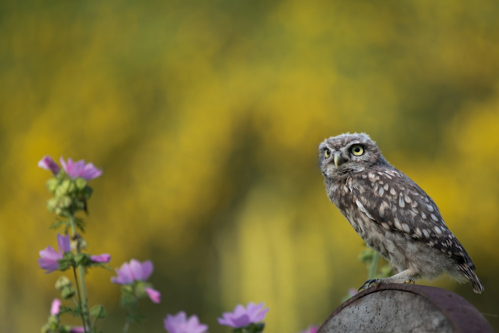 a bird standing on a rock