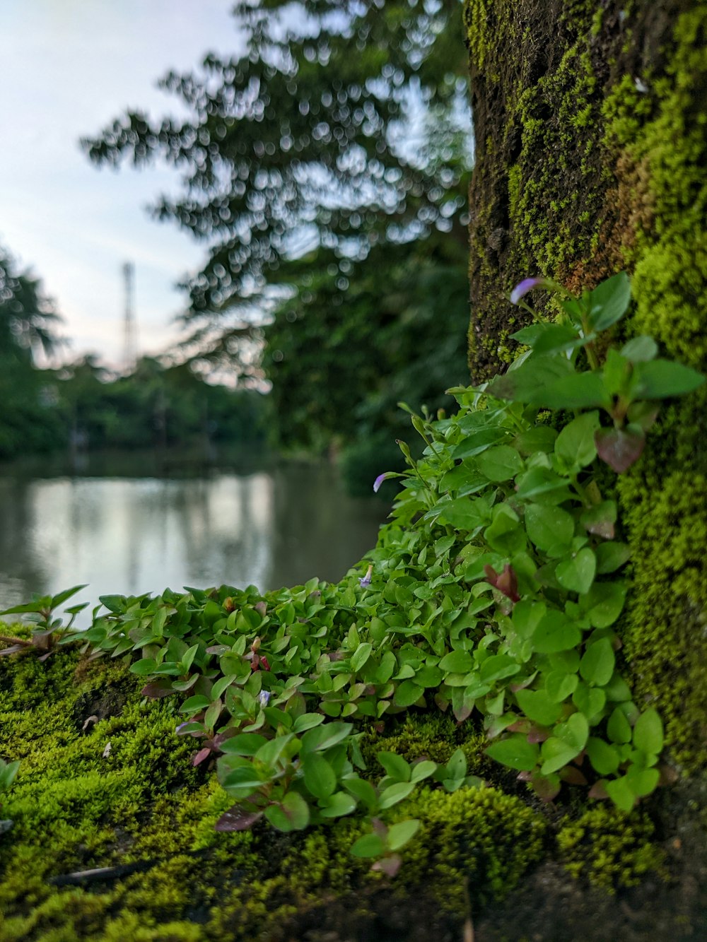 a tree next to a body of water