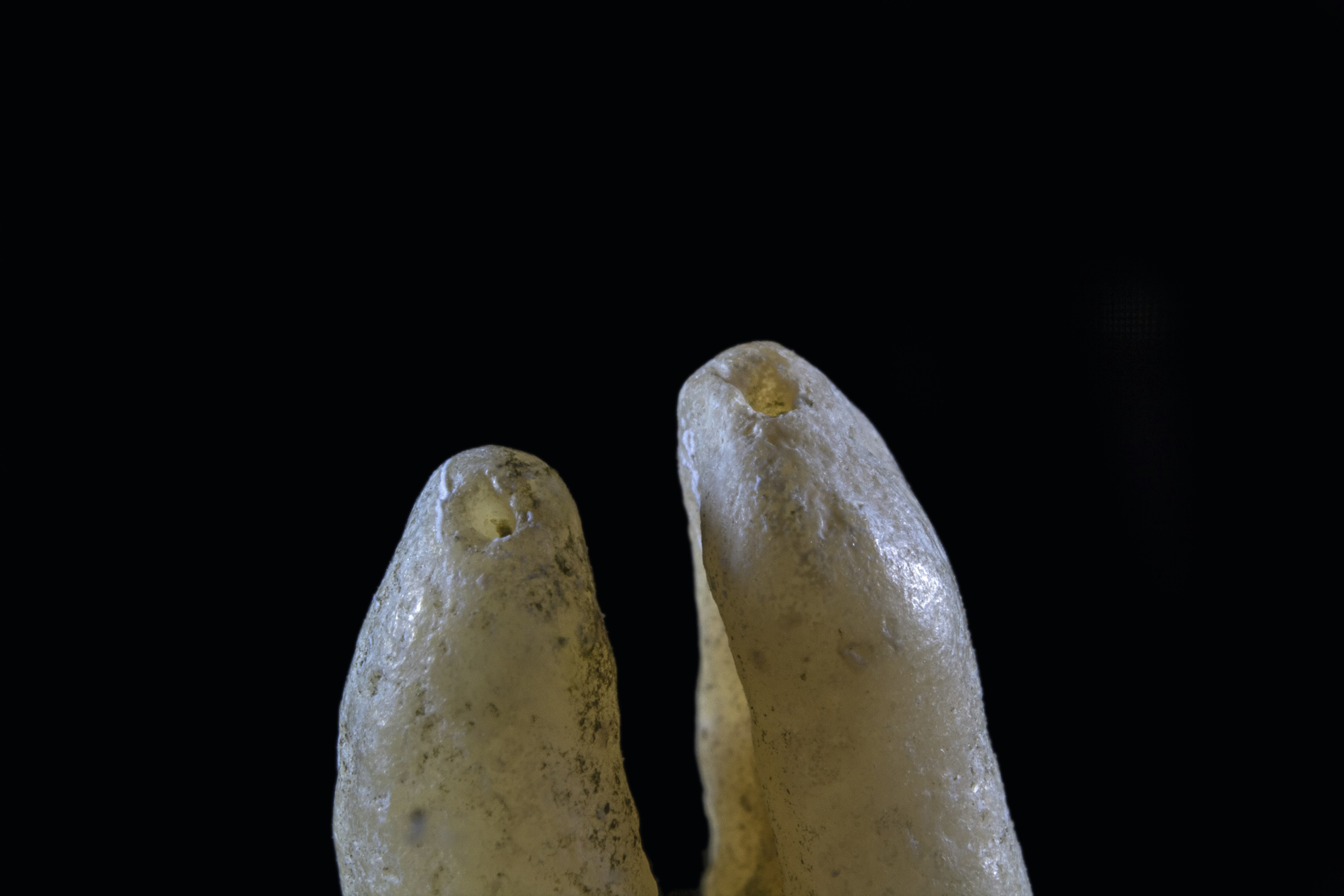 a pair of bananas