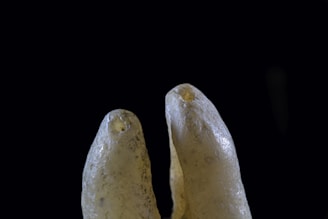 a pair of bananas