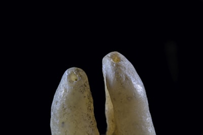 a pair of bananas