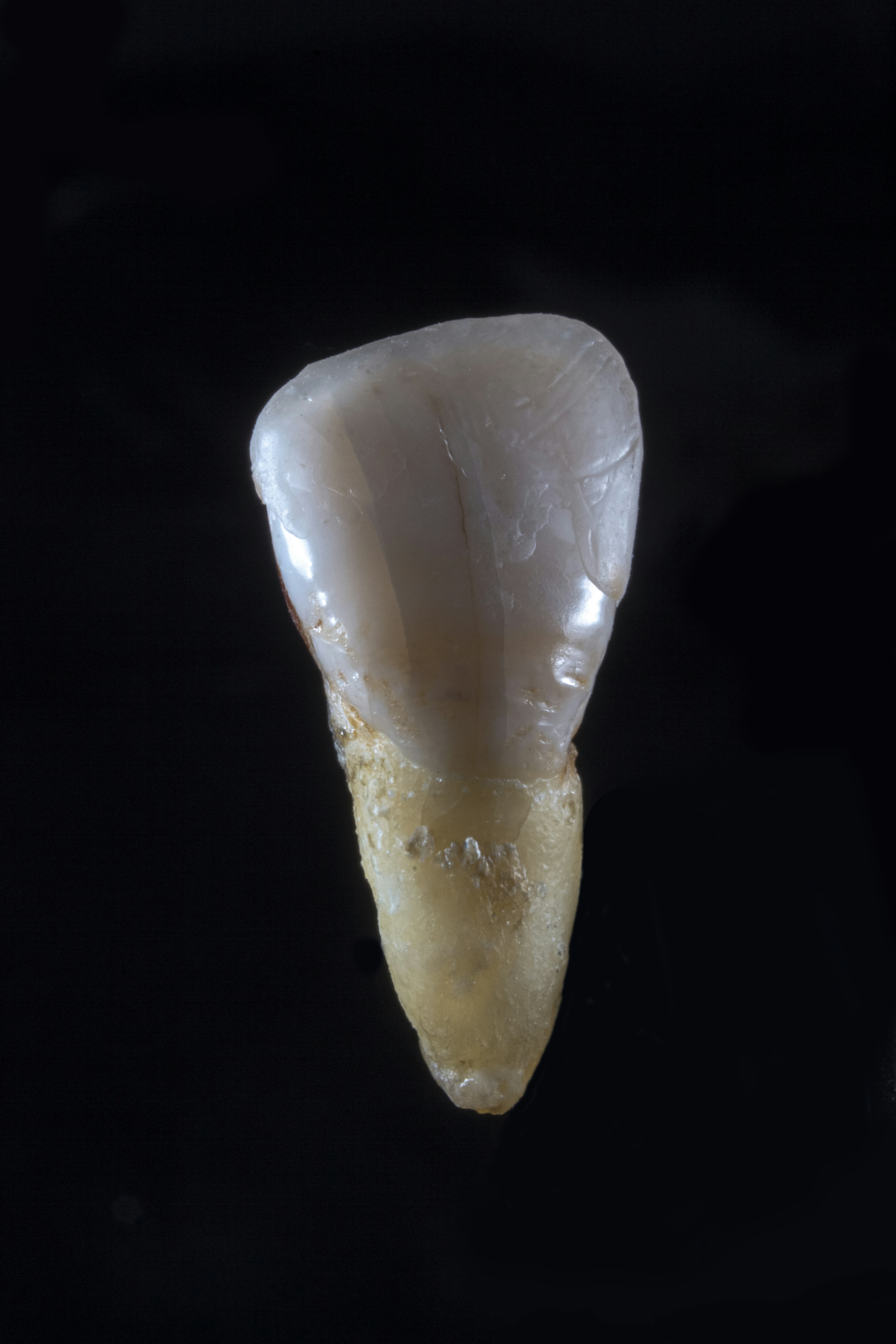 a close-up of a jellyfish