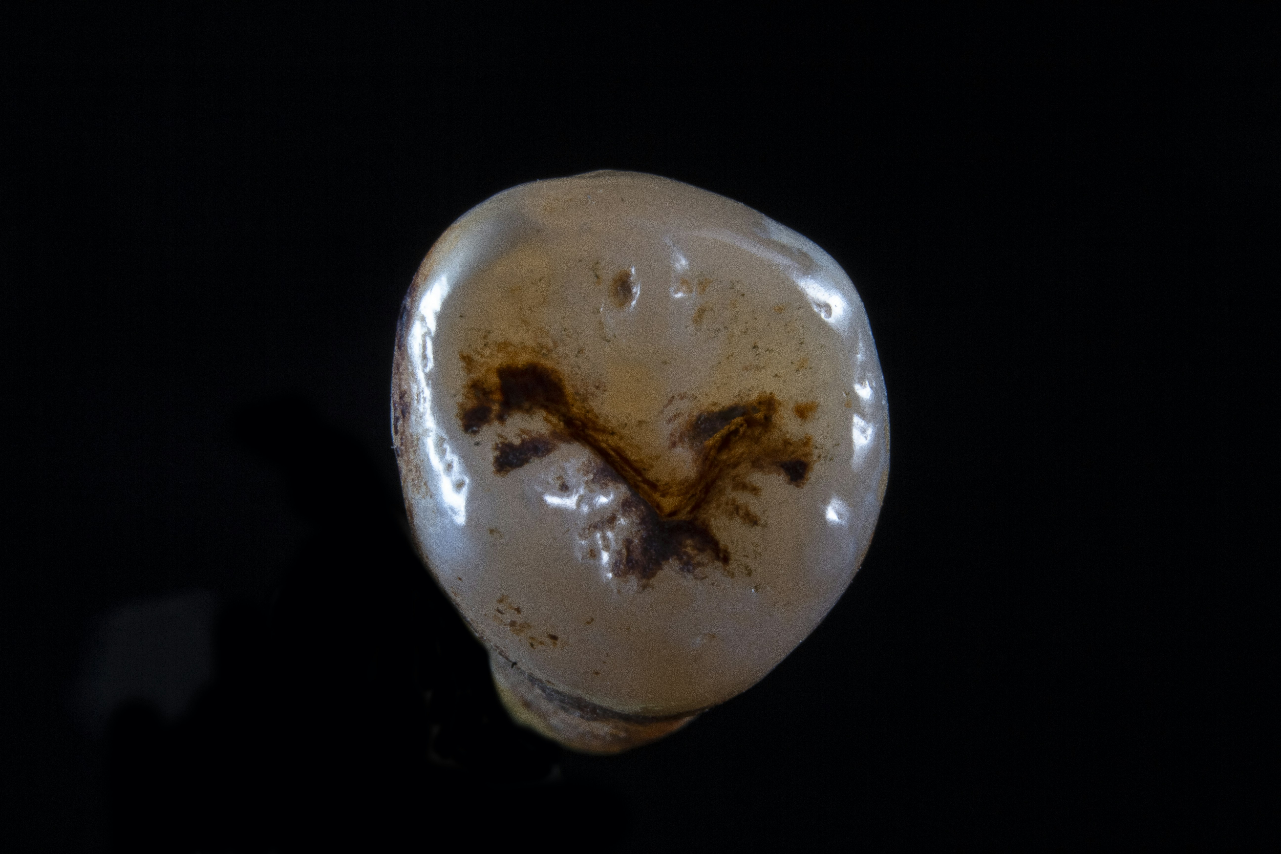 Una mariposa en un planeta