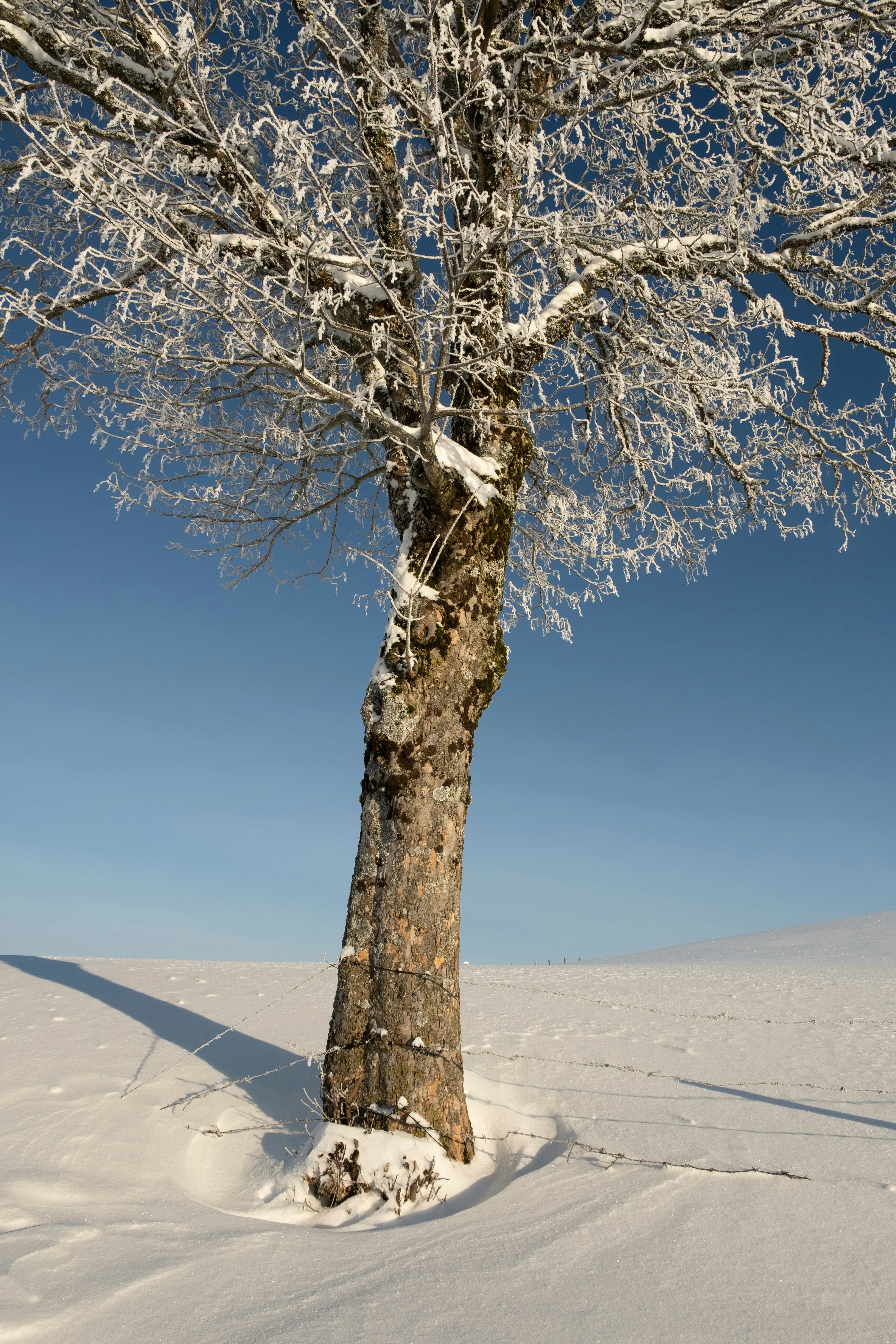 Photo by fabianbetto