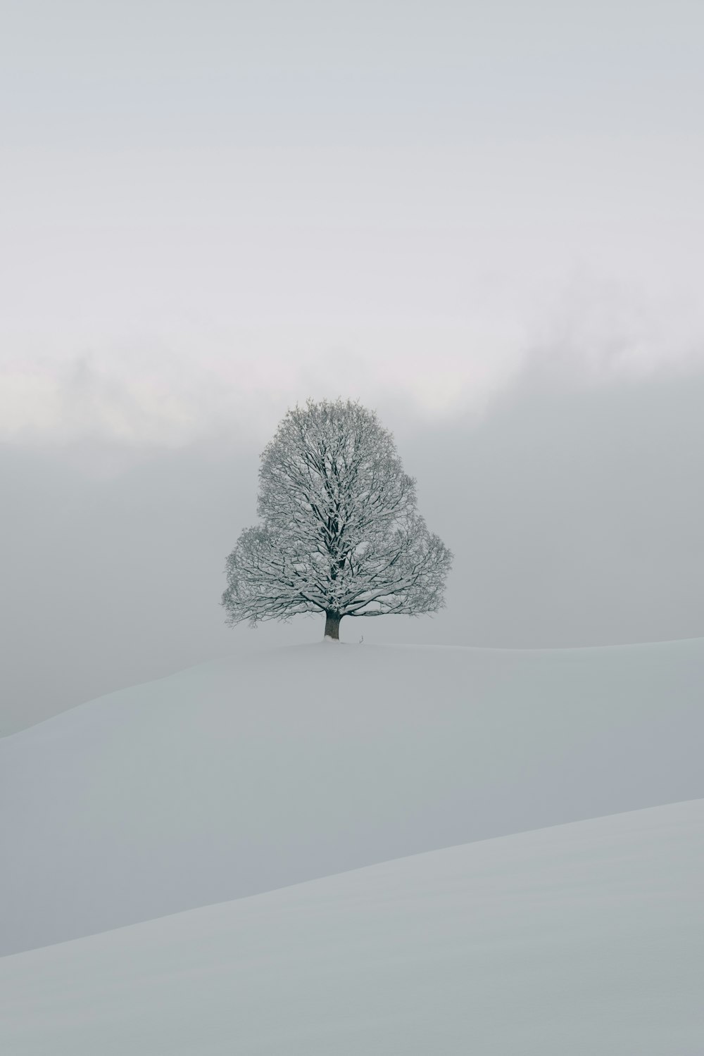 a tree covered in snow