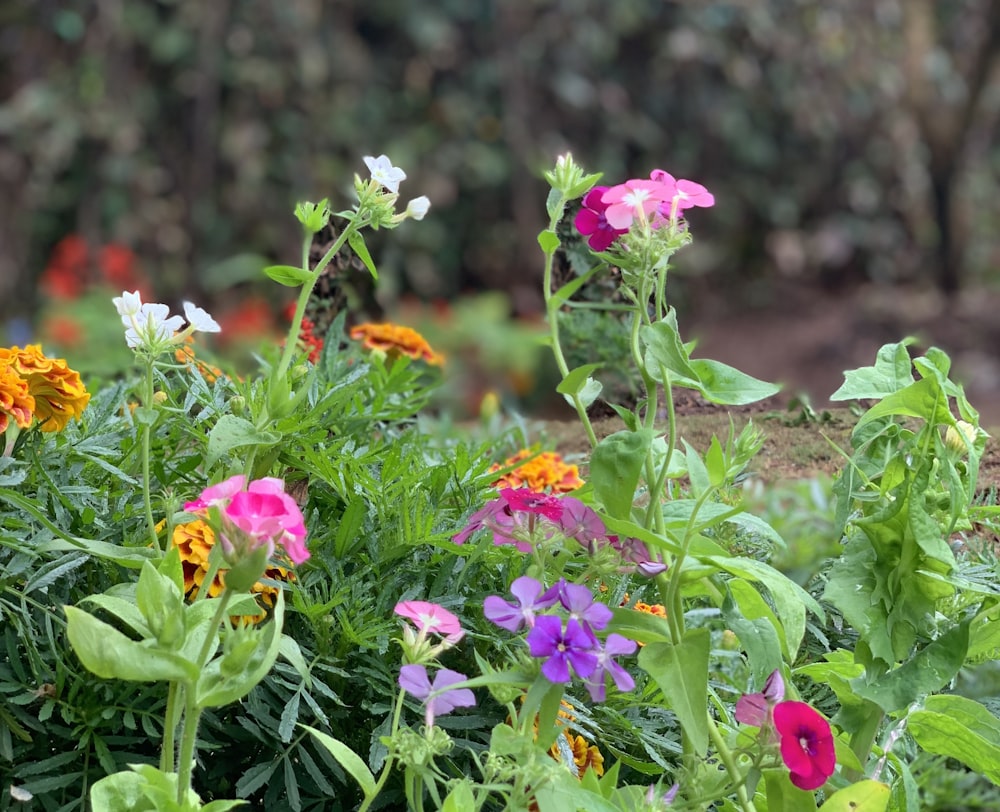 a group of colorful flowers