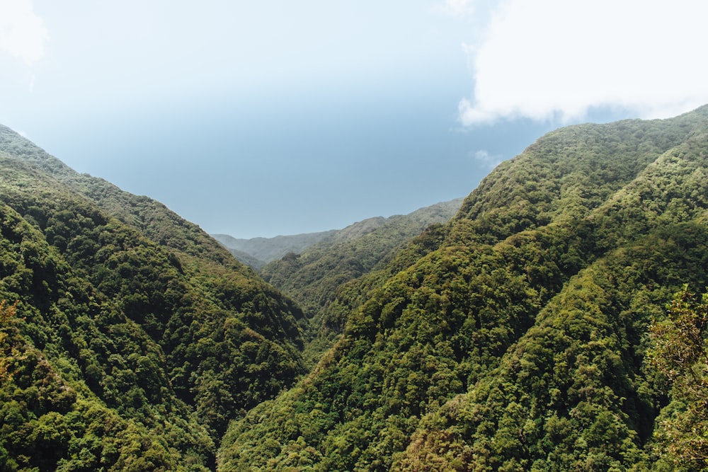 a landscape with trees and hills