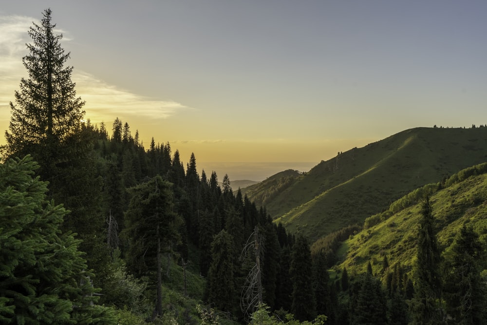 a forest of trees