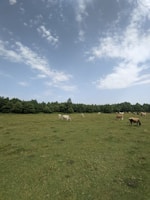 Wide view of a green pasture with cows grazing under a blue sky