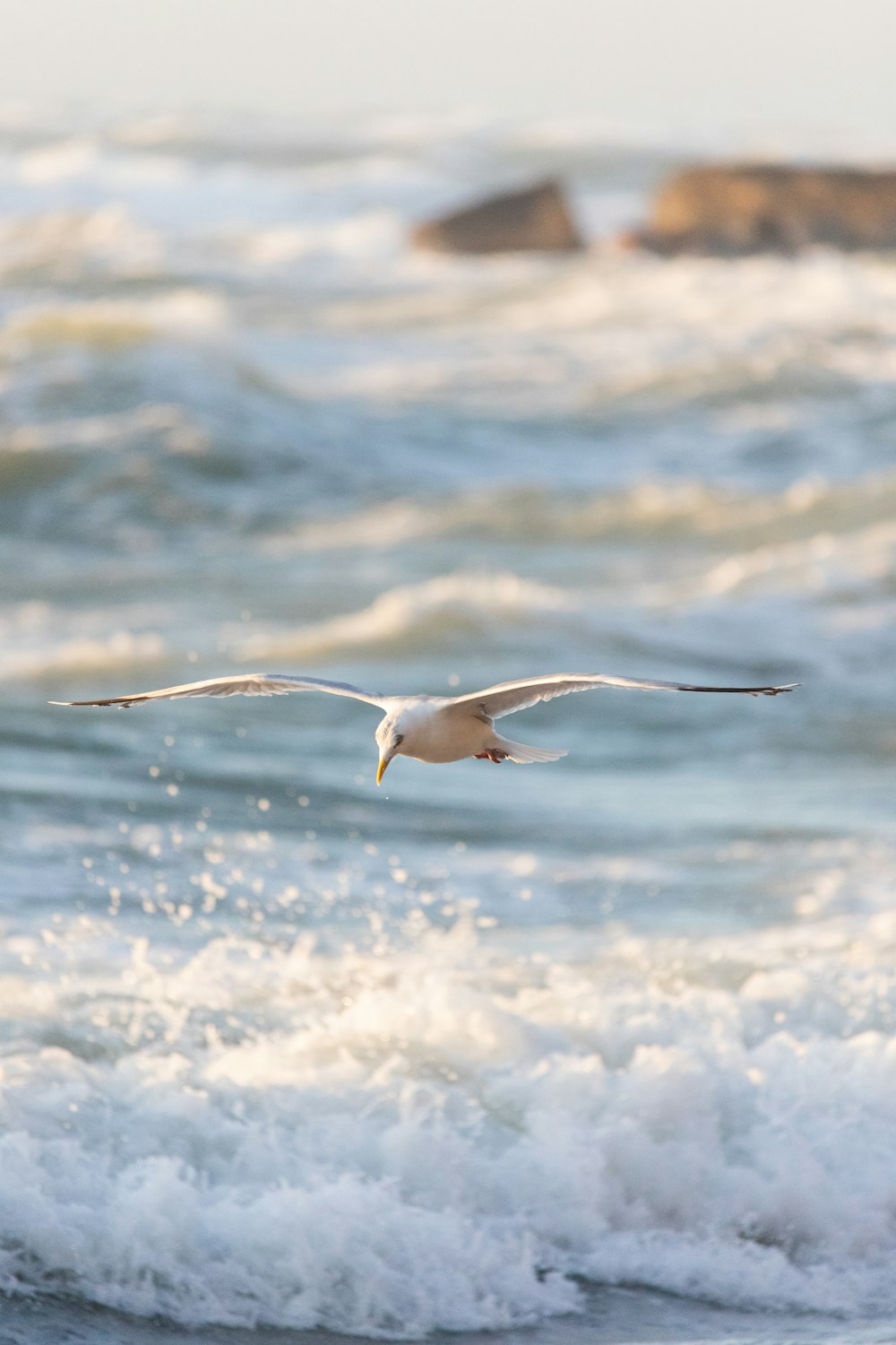 a seagull flying over the ocean