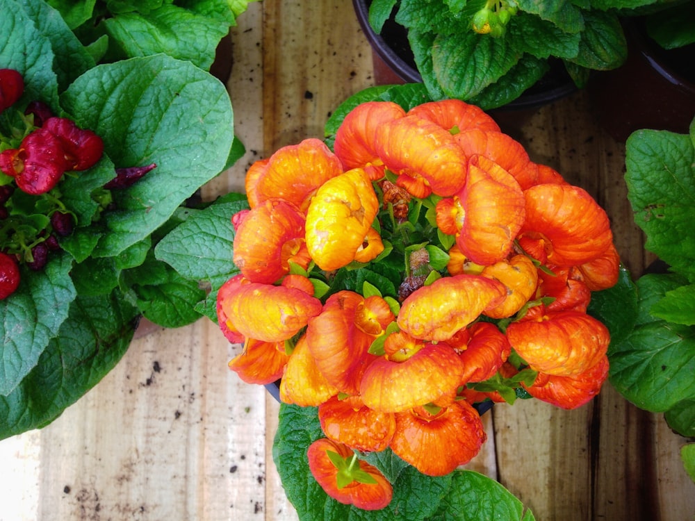 a group of colorful flowers