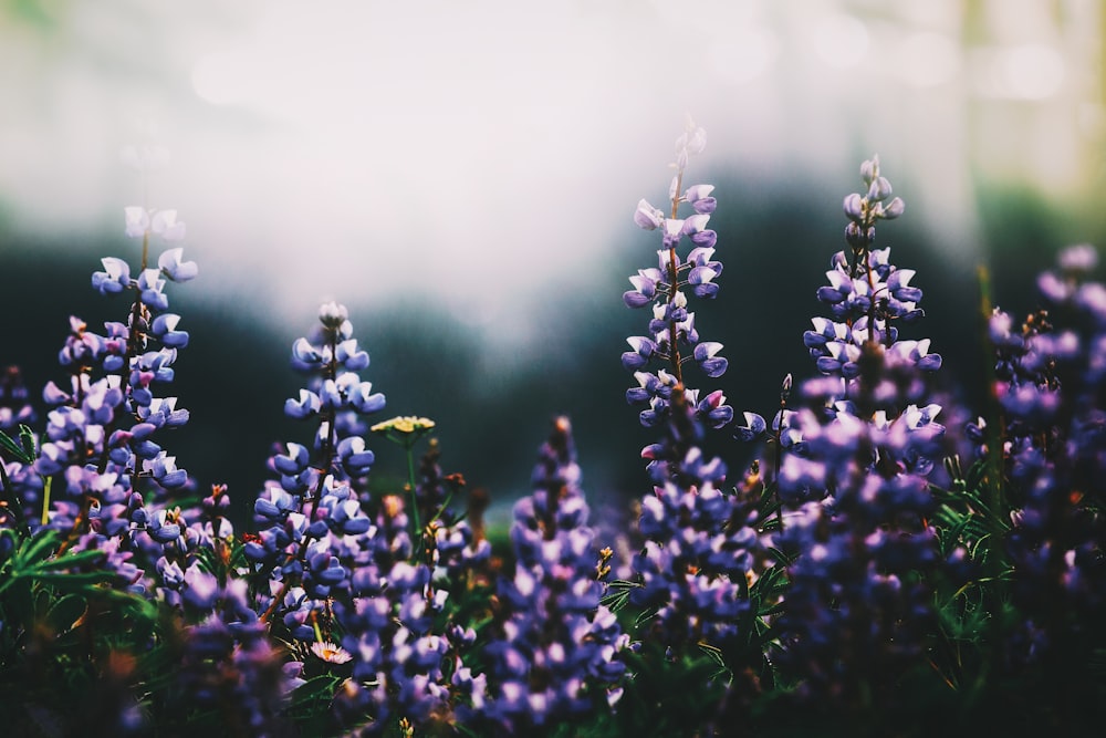 a close up of purple flowers