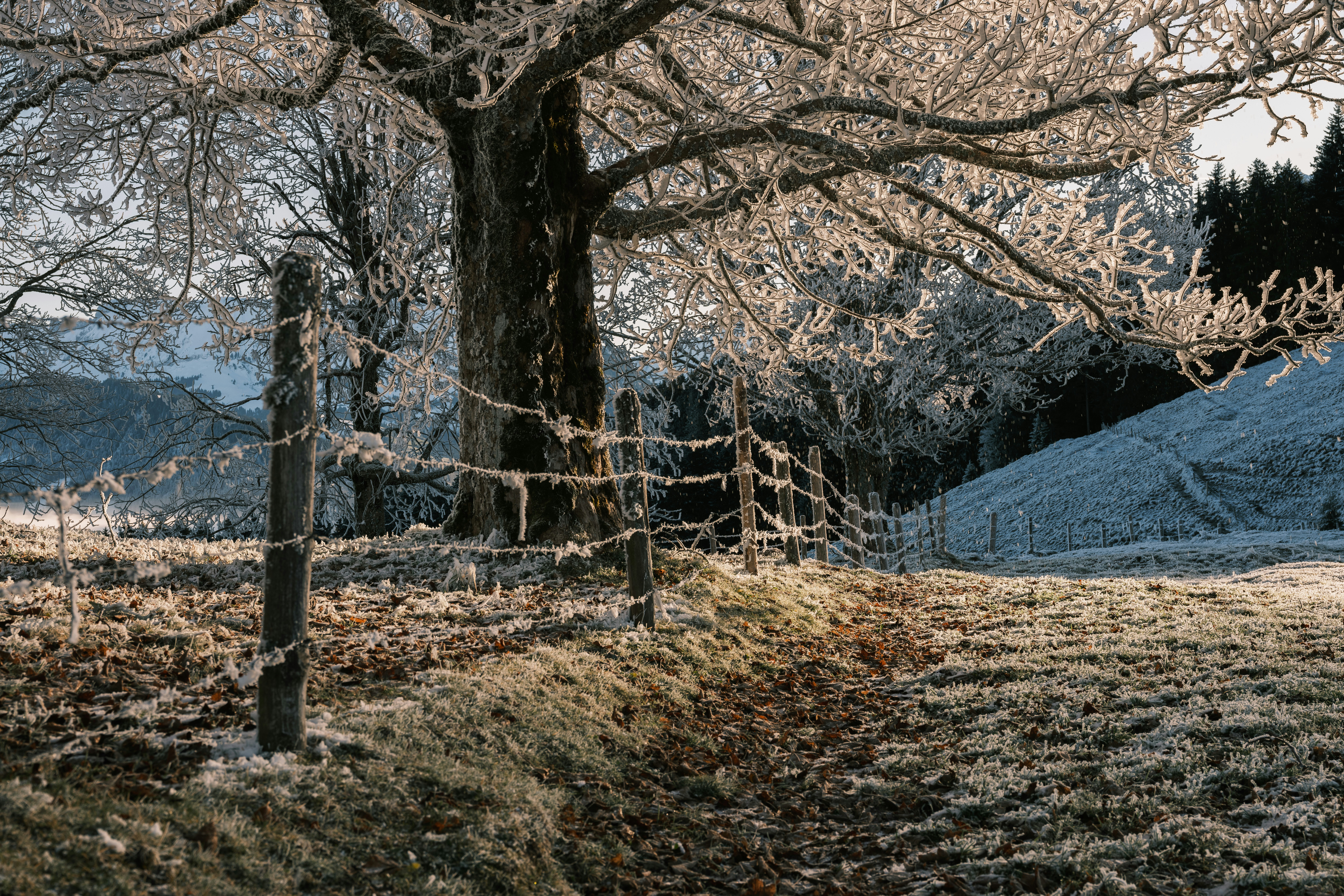 Photo by fabianbetto