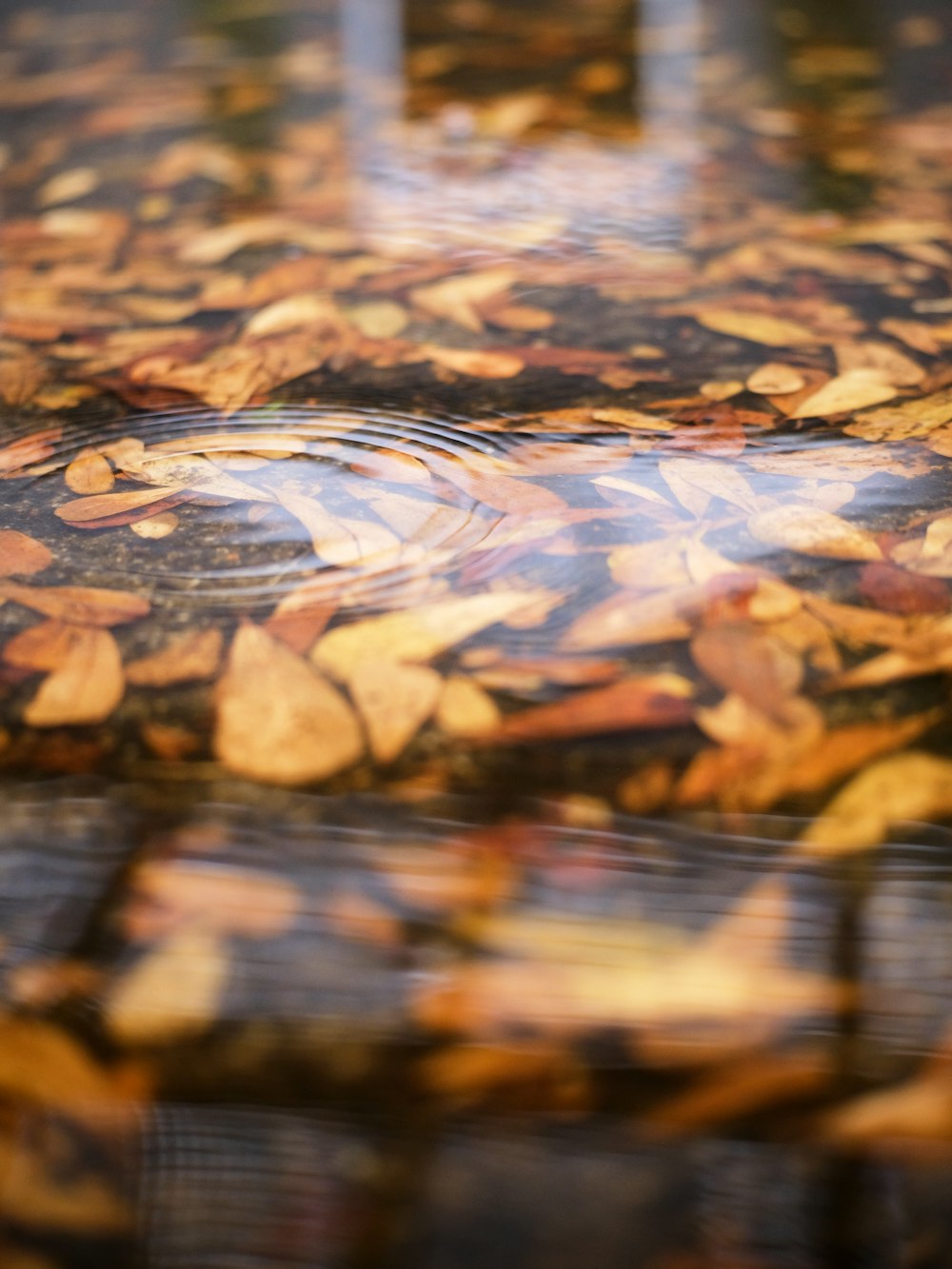 a close-up of some leaves