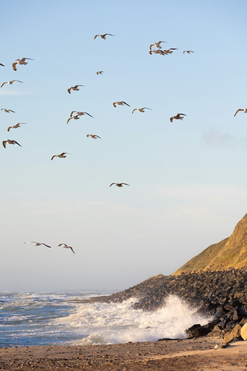 Una bandada de pájaros volando sobre una playa