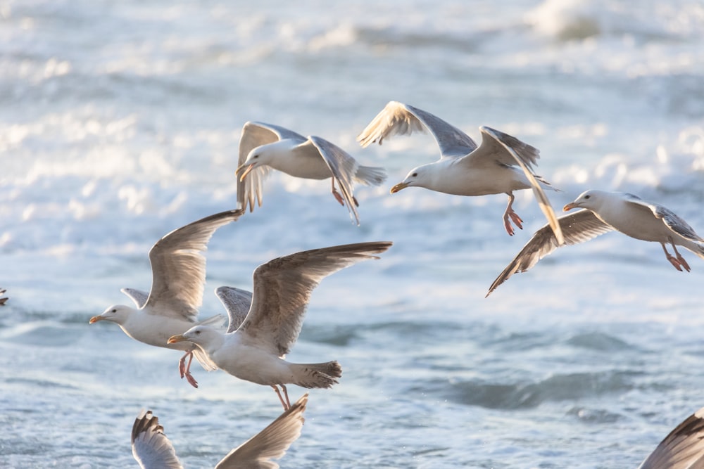 Una bandada de gaviotas volando sobre el océano