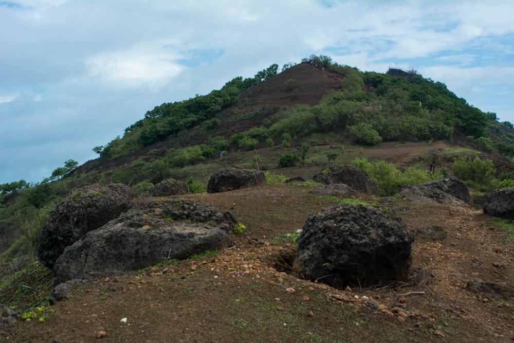 a rocky hillside with trees