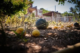 A garden scene featuring melons growing on vines. The ground is earthy with scattered leaves, and there are some ripe, yellow melons visible. In the background, a wire fence separates the garden from a residential area with brick buildings. Sunlight filters through overhead foliage, casting dappled shadows on the scene.