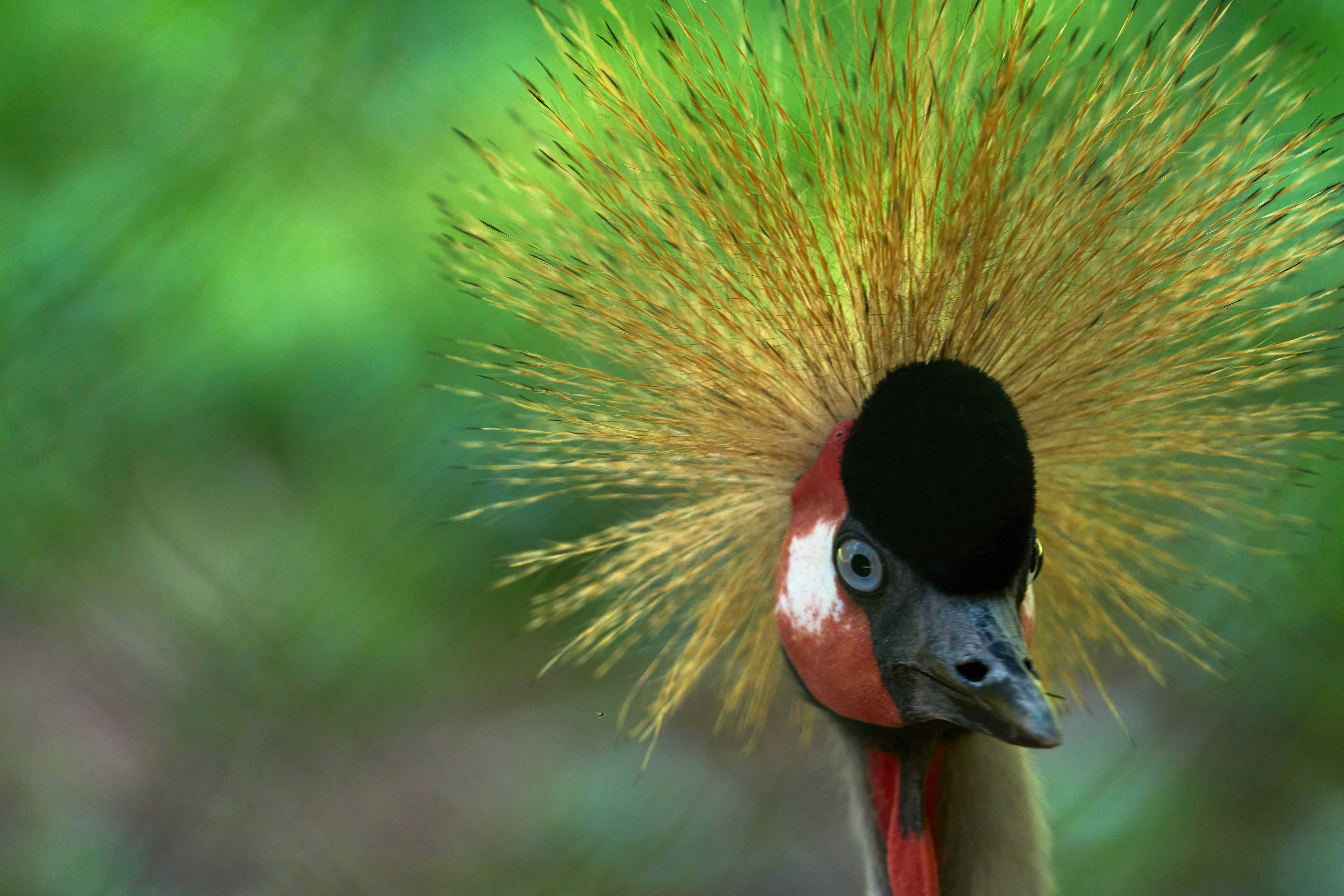 Photo by wolfgang_hasselmann