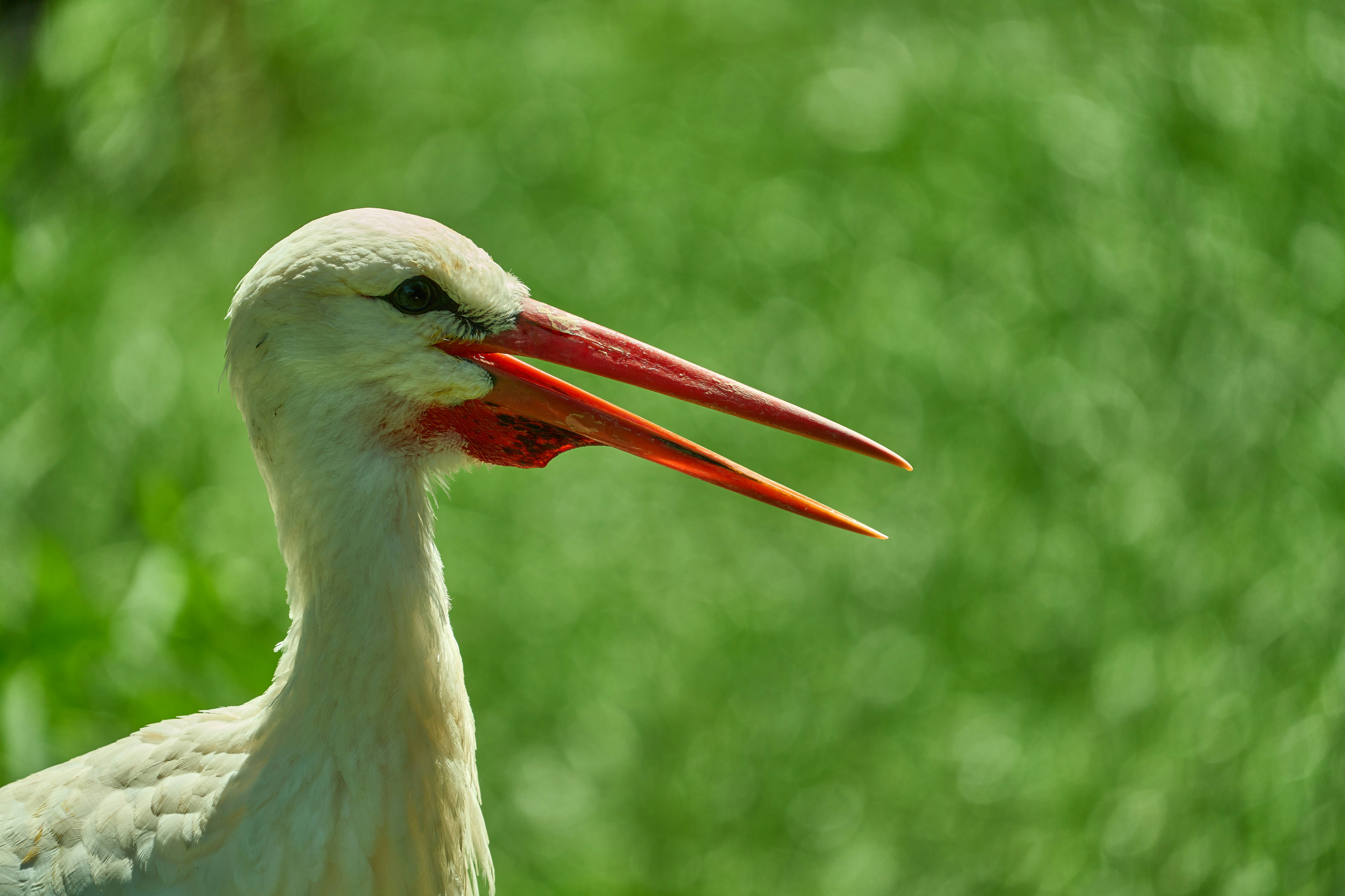 Photo by wolfgang_hasselmann