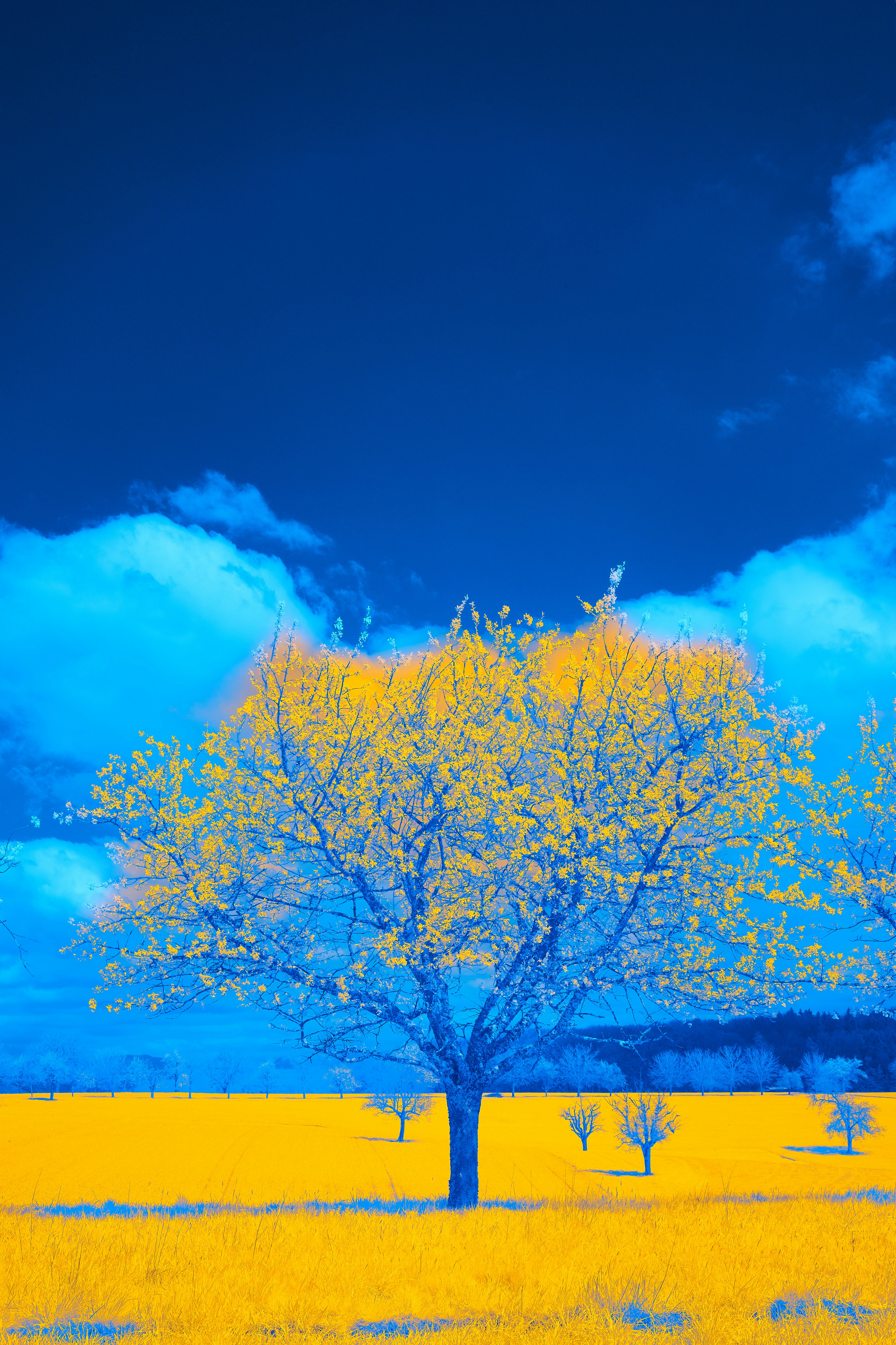 Photo by wolfgang_hasselmann