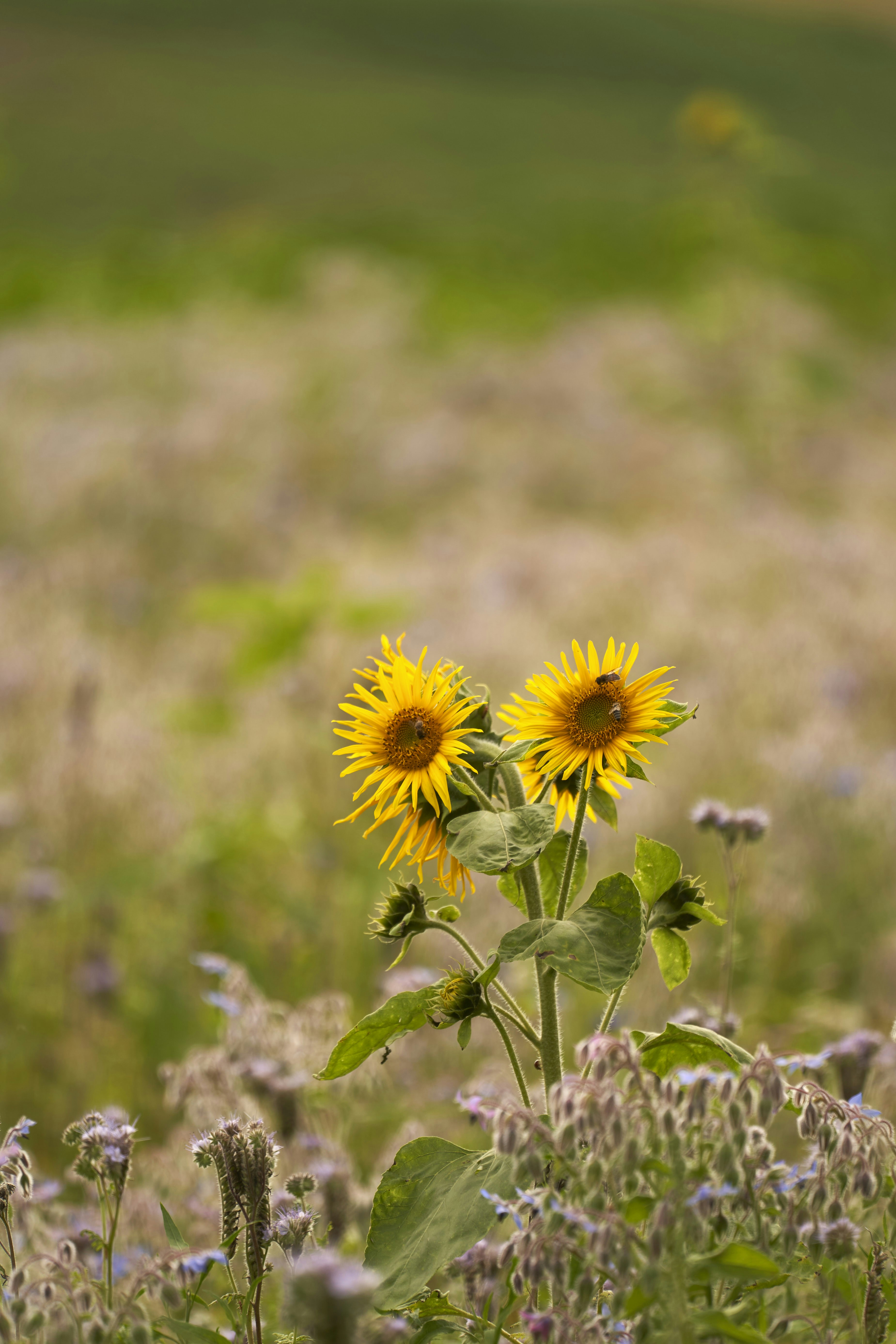 Photo by wolfgang_hasselmann