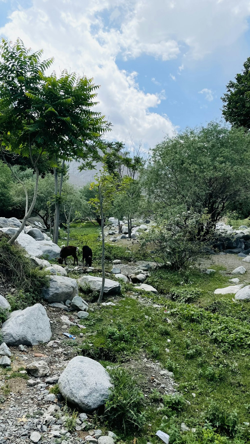 Ein paar Bären in einer Zoo-Ausstellung