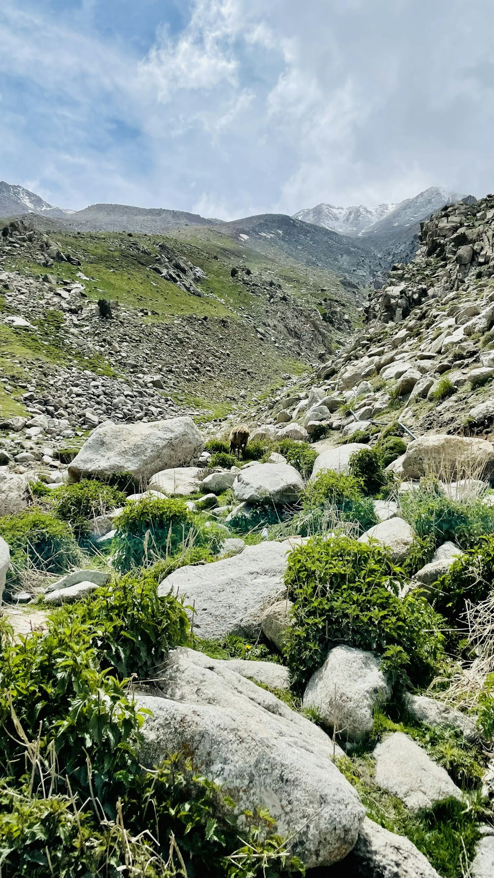 a rocky landscape with plants and rocks