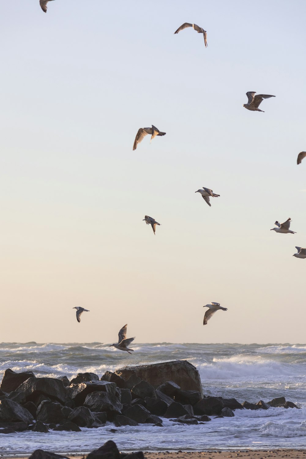 birds flying over rocks