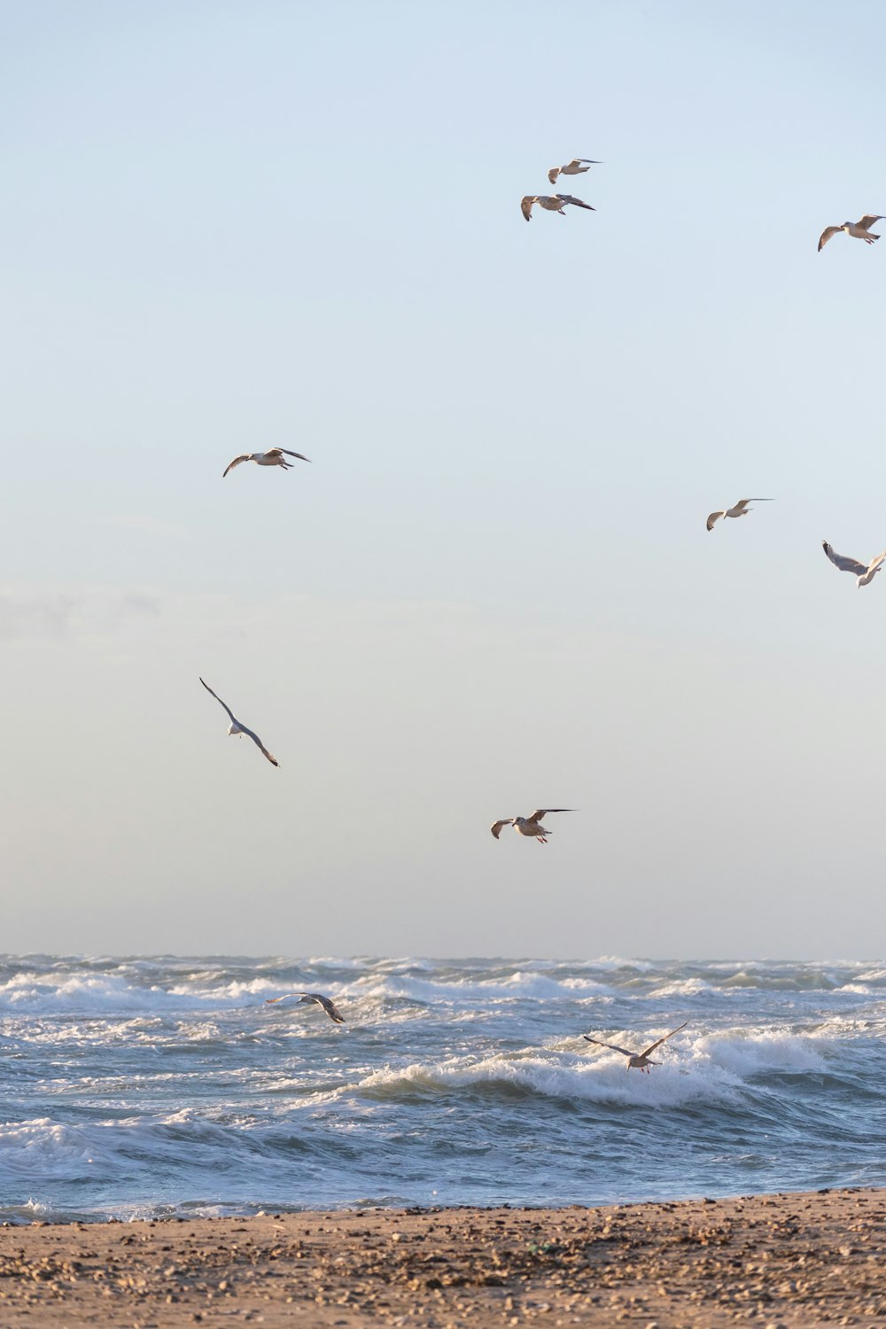 birds flying over the ocean