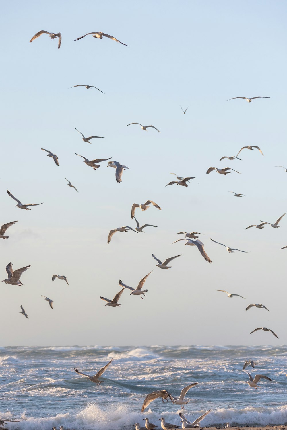 a flock of birds flying over the ocean