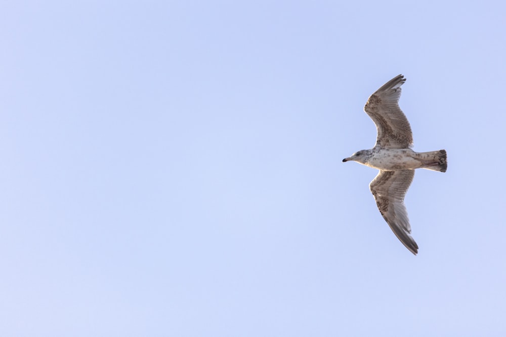 Un pájaro volando en el cielo