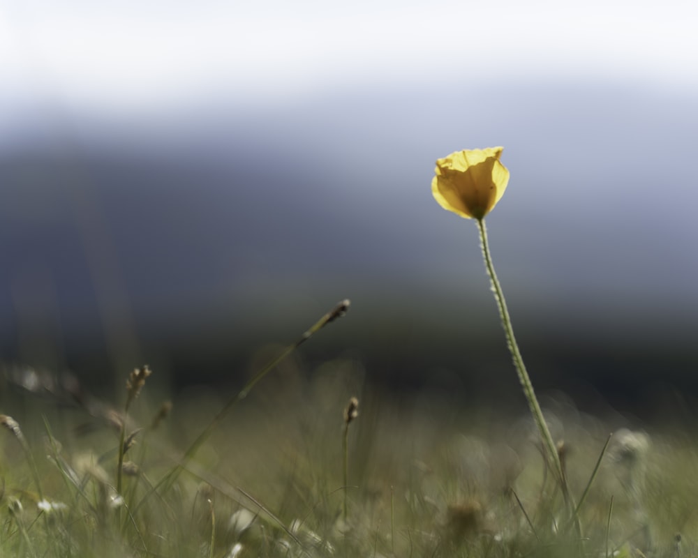 uma flor amarela em um campo