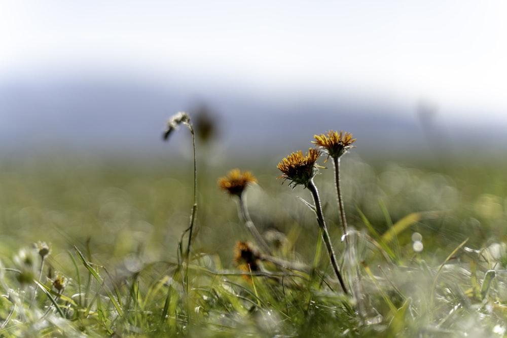 a group of flowers in a field