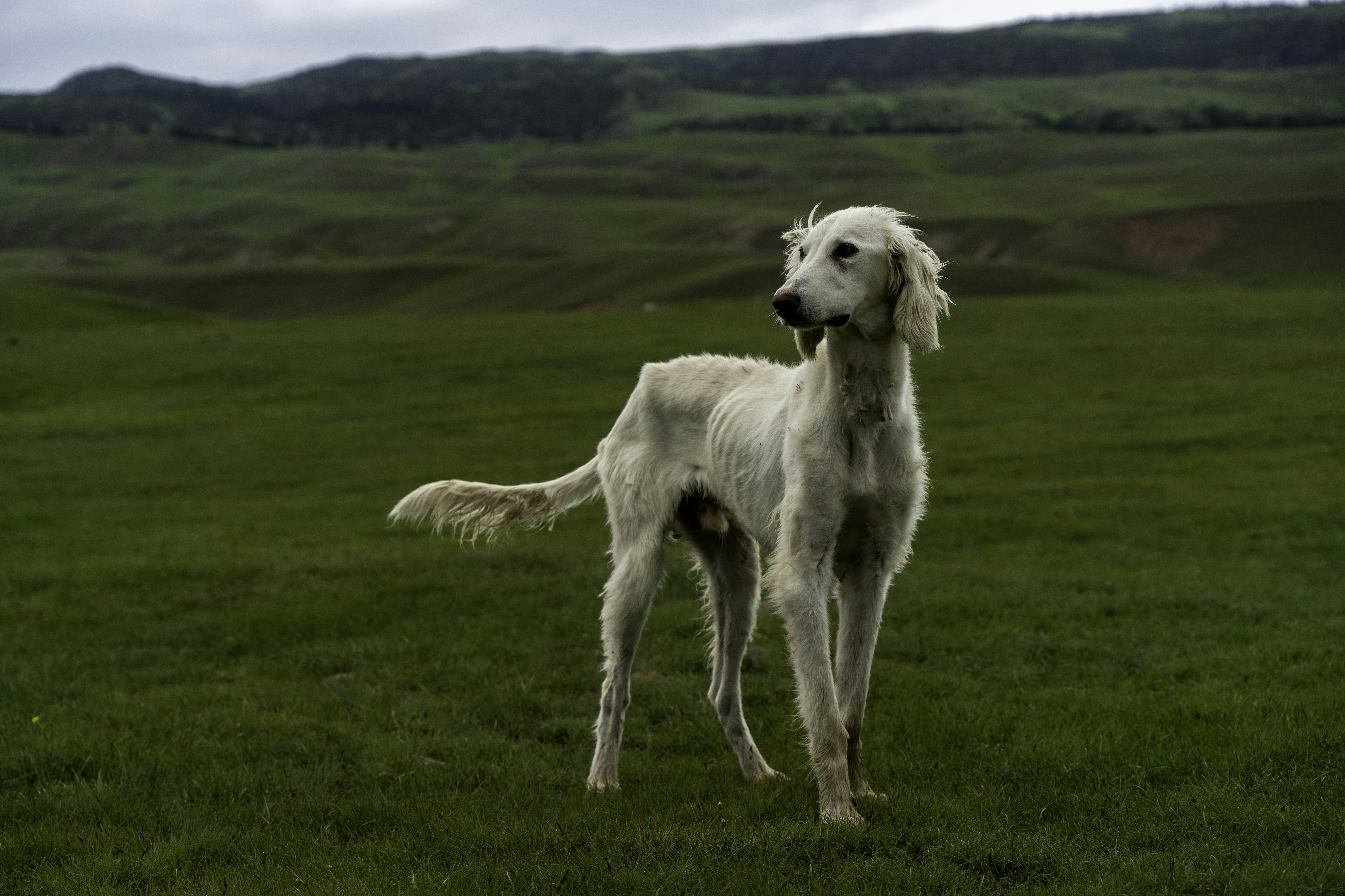 Ein weißer Hund steht auf Gras