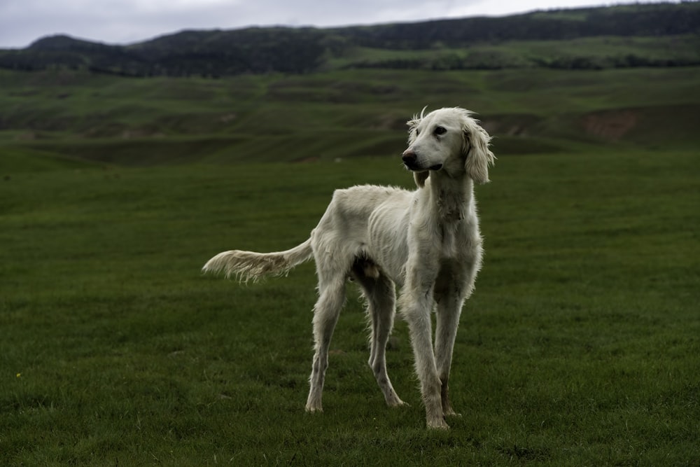 a white dog standing on grass