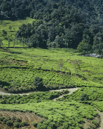 a green field with trees